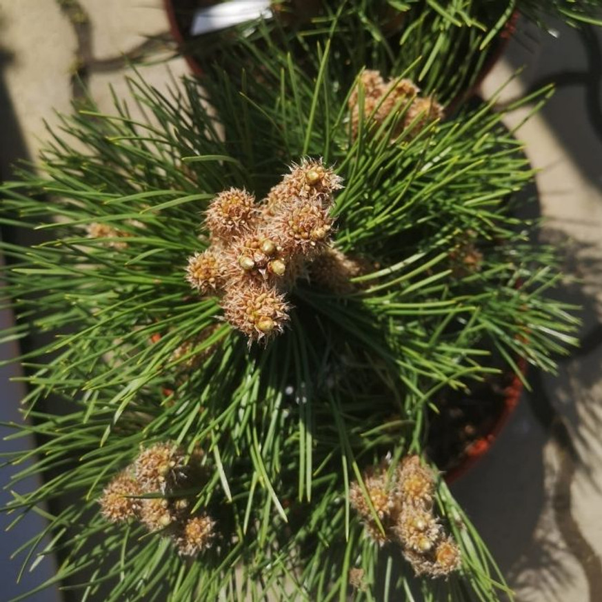 Pinus nigra Nana - Törpe feketefenyő Pinus nigra Nana - Törpe feketefenyő