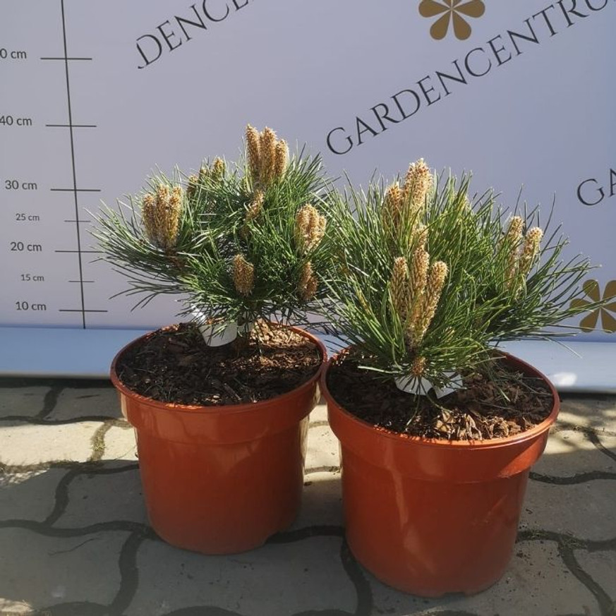 Pinus nigra Nana - Törpe feketefenyő Pinus nigra Nana - Törpe feketefenyő