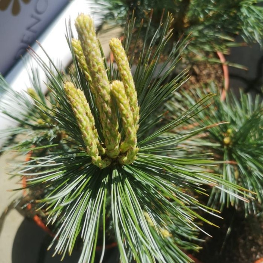 Pinus flexilis Vanderwolf's Pyramid - Nevadai oszlopos cirbolyafenyő