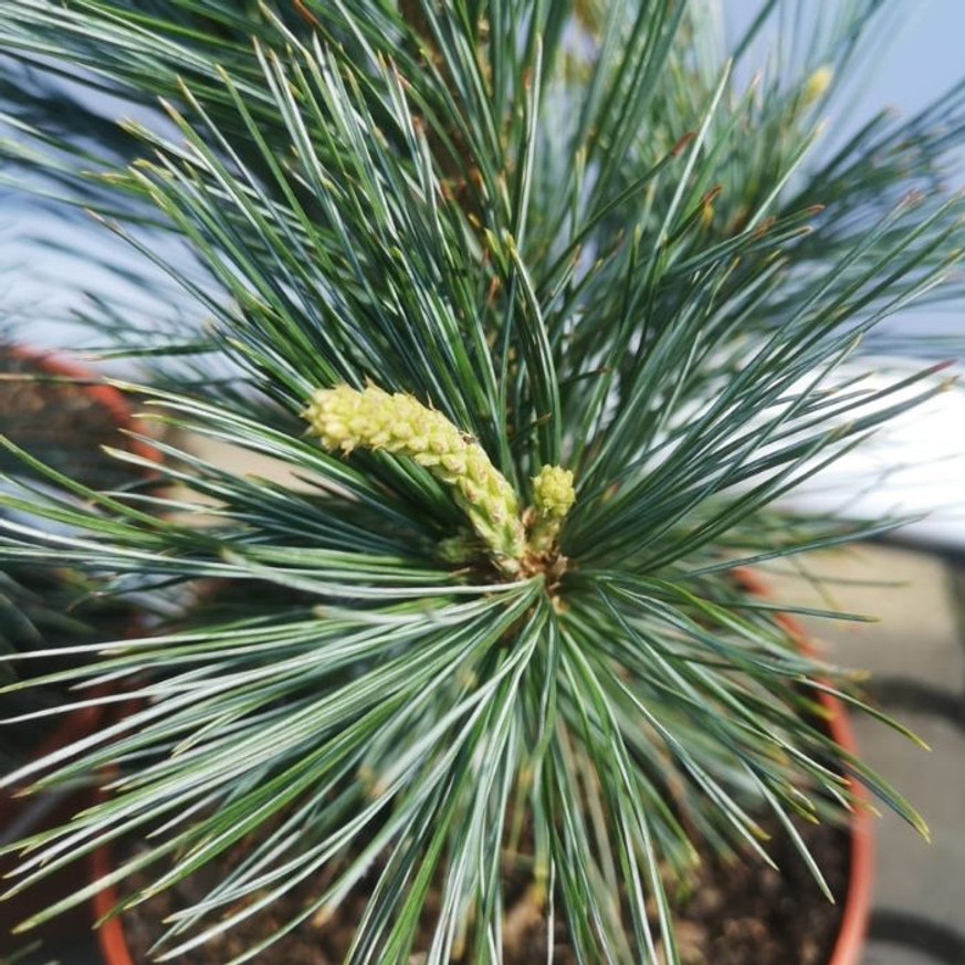 Pinus flexilis Vanderwolf's Pyramid - Nevadai oszlopos cirbolyafenyő