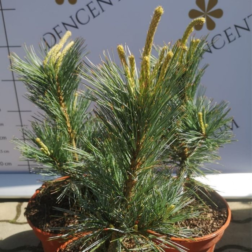 Pinus flexilis Vanderwolf's Pyramid - Nevadai oszlopos cirbolyafenyő