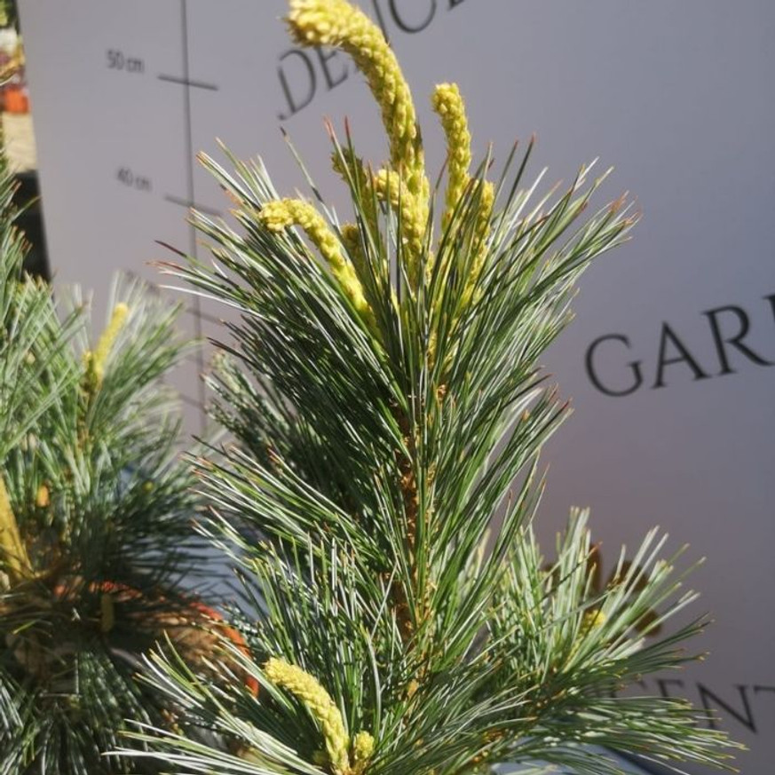 Pinus flexilis Vanderwolf's Pyramid - Nevadai oszlopos cirbolyafenyő