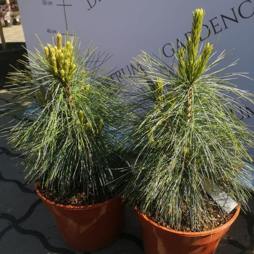 Pinus x schwerinii Wiethorst - Hibrid törpefenyő