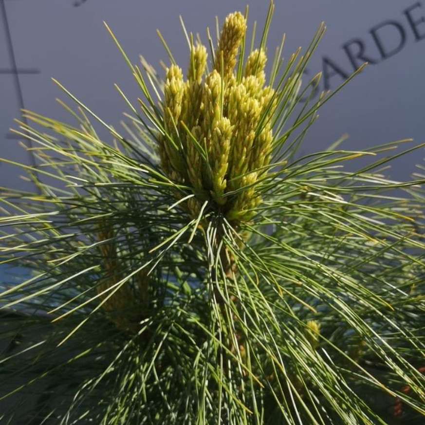 Pinus x schwerinii Wiethorst - Hibrid törpefenyő
