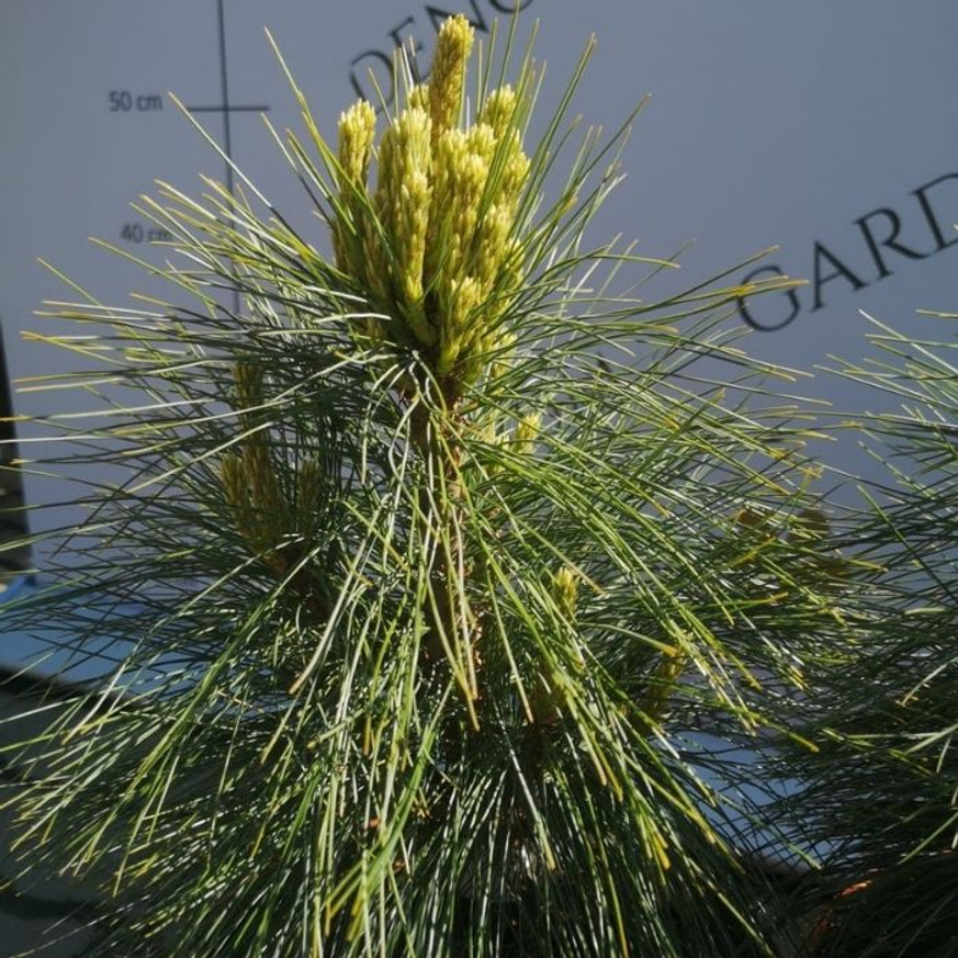 Pinus x schwerinii Wiethorst - Hibrid törpefenyő