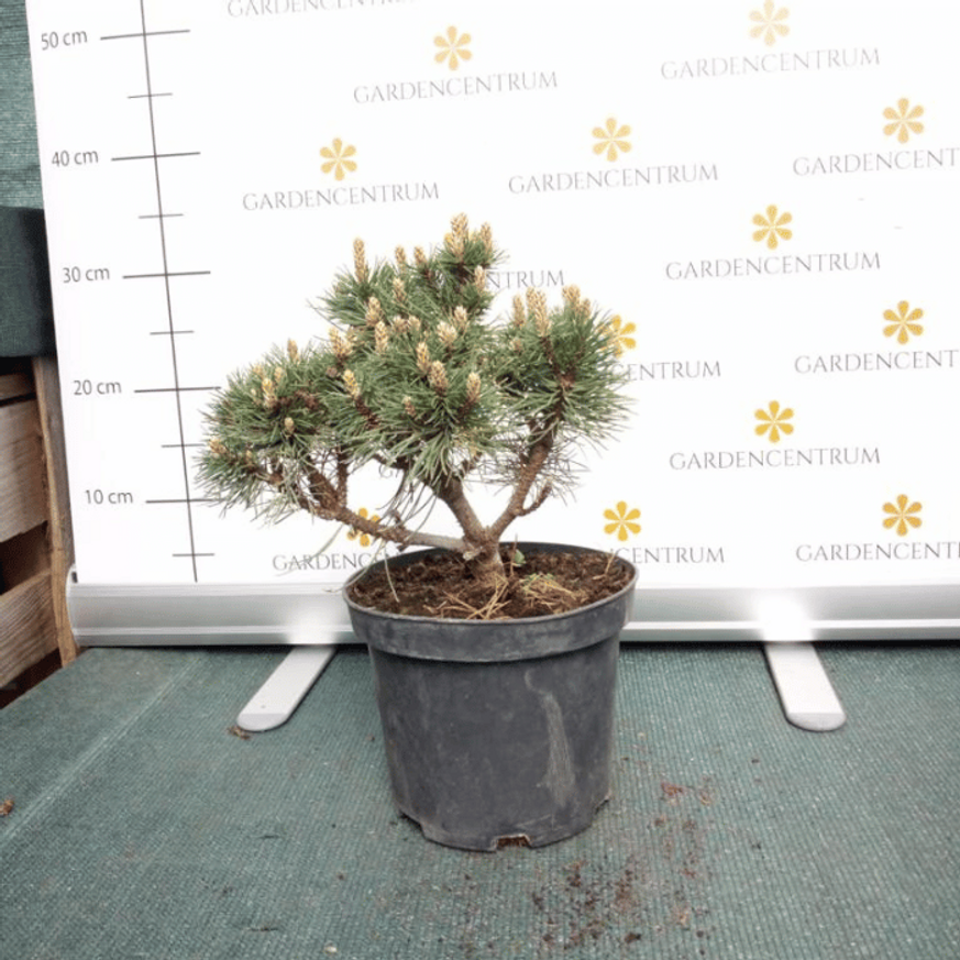 Pinus mugo K3 - Törpefenyő Pinus mugo K3 - Törpefenyő