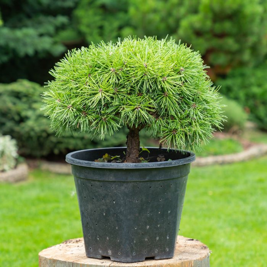 Pinus mugo Marie Bregon K5 - Törpefenyő Pinus mugo Marie Bregon K5 - Törpefenyő