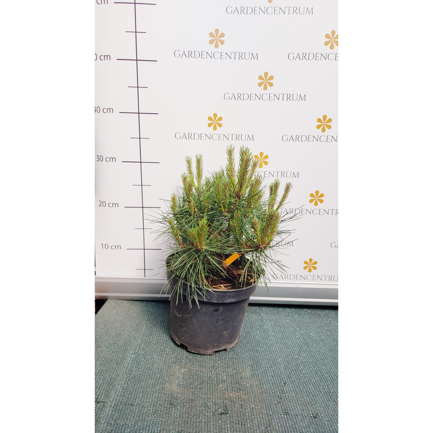 Pinus mugo Marie Bregon K5 - Törpefenyő