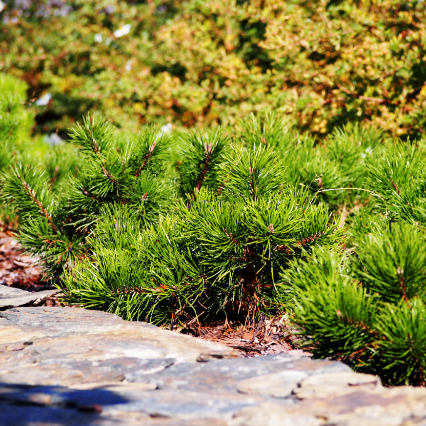 Pinus mugo XL K4 - Törpefenyő