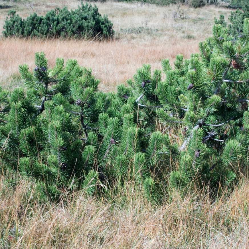 Pinus mugo XL K4 - Törpefenyő