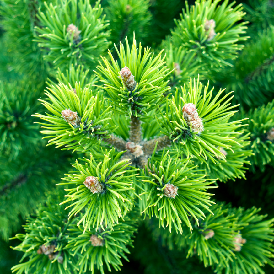 Pinus mugo XL K4 - Törpefenyő