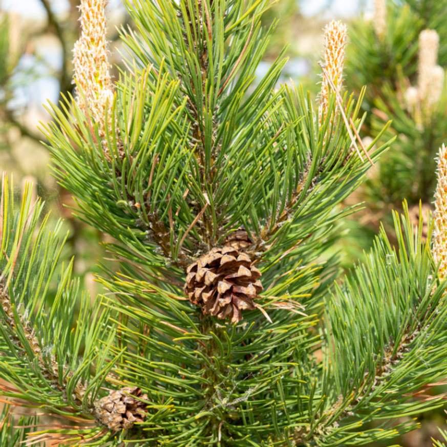 Pinus mugo XL K4 - Törpefenyő