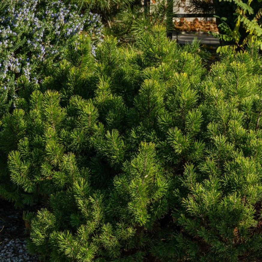 Pinus mugo XL K4 - Törpefenyő