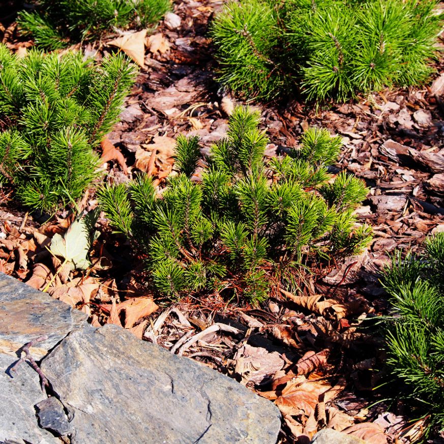 Pinus mugo XL K4 - Törpefenyő