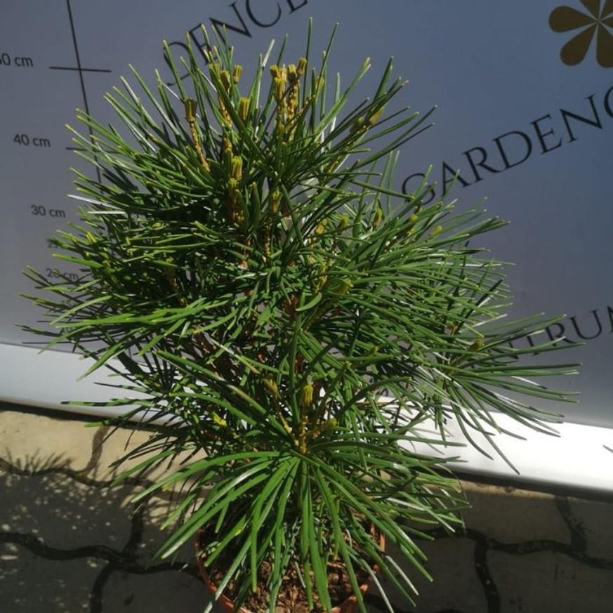 Sciadopitys verticillata - Japán ernyőfenyő