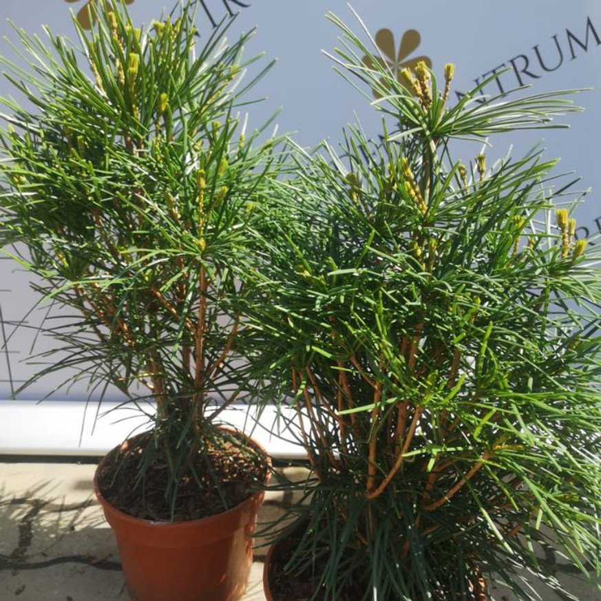 Sciadopitys verticillata - Japán ernyőfenyő