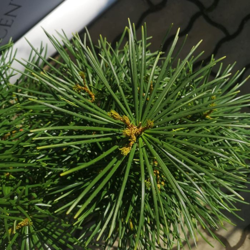 Sciadopitys verticillata - Japán ernyőfenyő