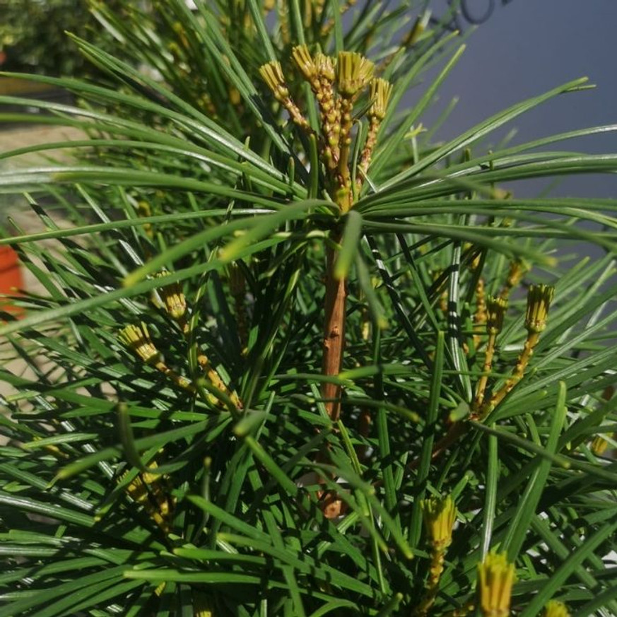 Sciadopitys verticillata - Japán ernyőfenyő