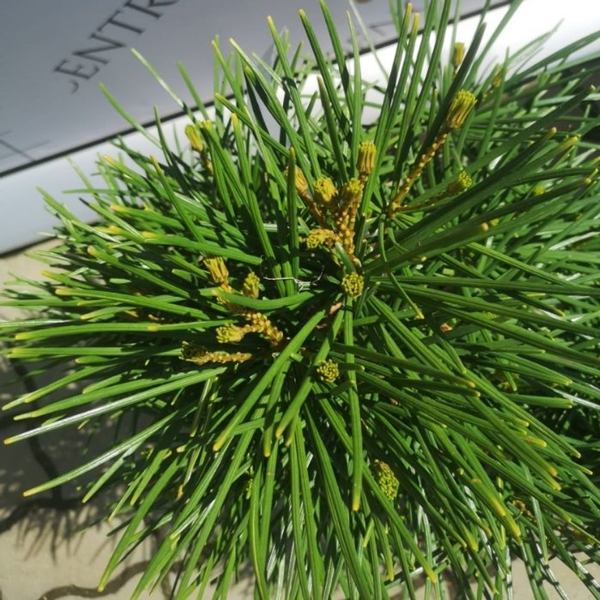 Sciadopitys verticillata - Japán ernyőfenyő