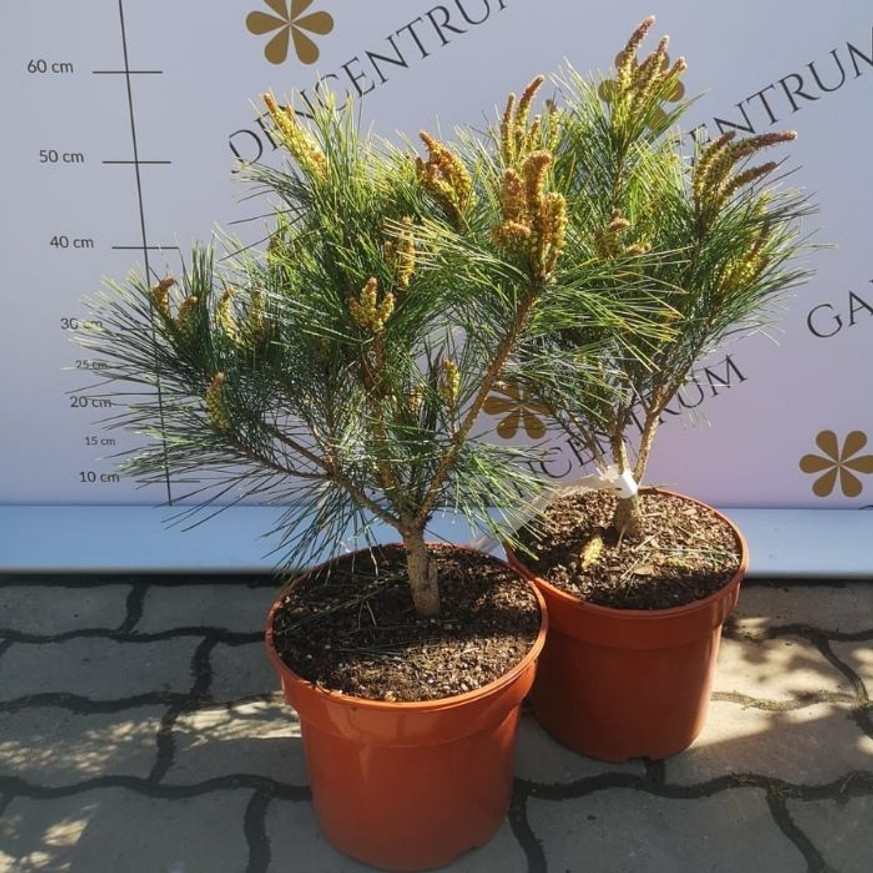 Pinus densiflora Tanyosho Compacta - Ernyős japán erdeifenyő Pinus densiflora Tanyosho Compacta - Ernyős japán erdeifenyő