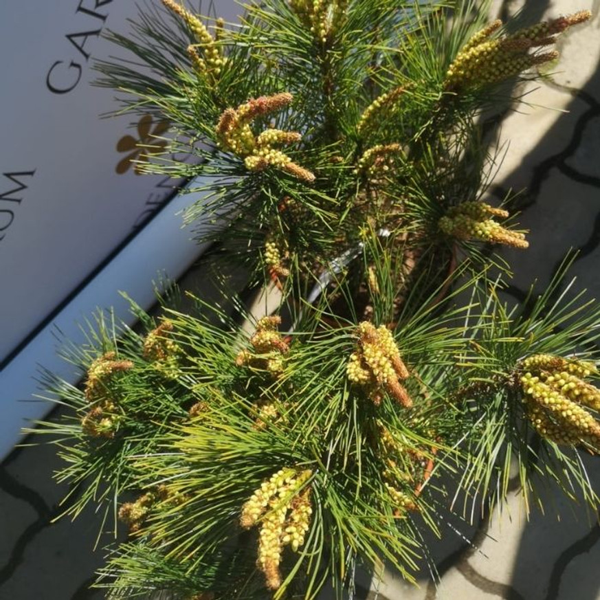Pinus densiflora Tanyosho Compacta - Ernyős japán erdeifenyő Pinus densiflora Tanyosho Compacta - Ernyős japán erdeifenyő