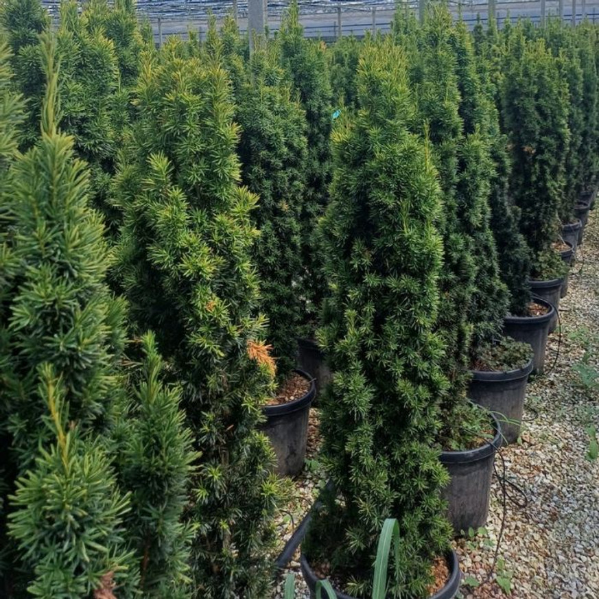 Taxus baccata Fastigiata Aurea K3 - Oszlopos sárga lombú tiszafa