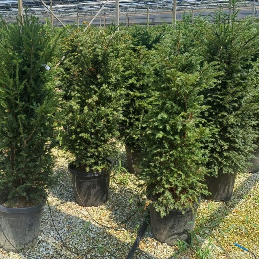 Taxus baccata K5 - Tiszafa Taxus baccata K5 - Tiszafa