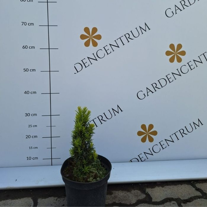 Taxus baccata Fastigiata Aurea K3 - Oszlopos sárga lombú tiszafa