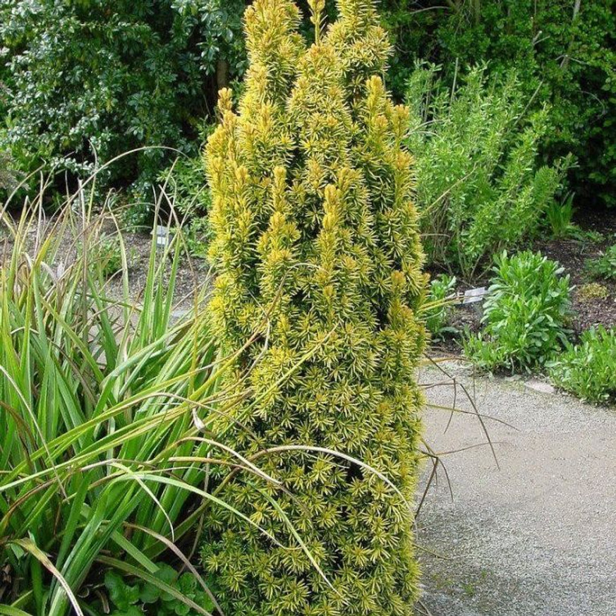 Taxus baccata Fastigiata Aurea - Oszlopos sárga lombú tiszafa