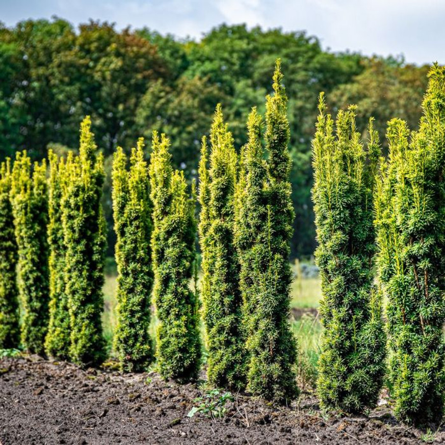 Taxus baccata Fastigiata Aurea K3 - Oszlopos sárga lombú tiszafa