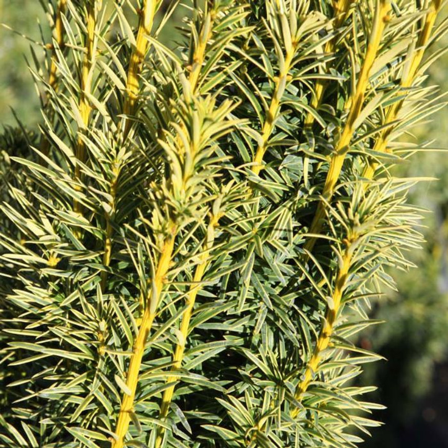 Taxus baccata Fastigiata Aurea K3 - Oszlopos sárga lombú tiszafa