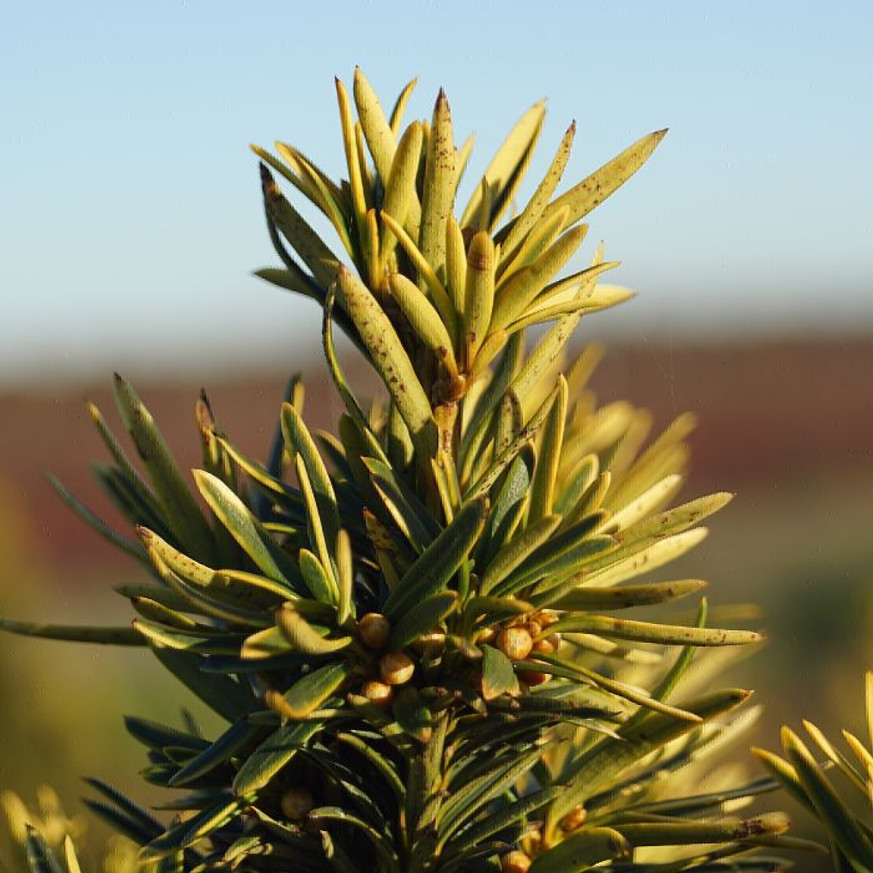 Taxus baccata Fastigiata Aurea K3 - Oszlopos sárga lombú tiszafa