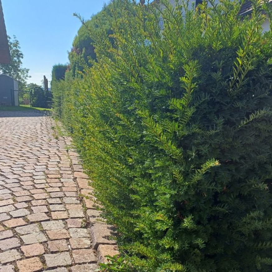 Taxus baccata K5 - Tiszafa Taxus baccata K5 - Tiszafa