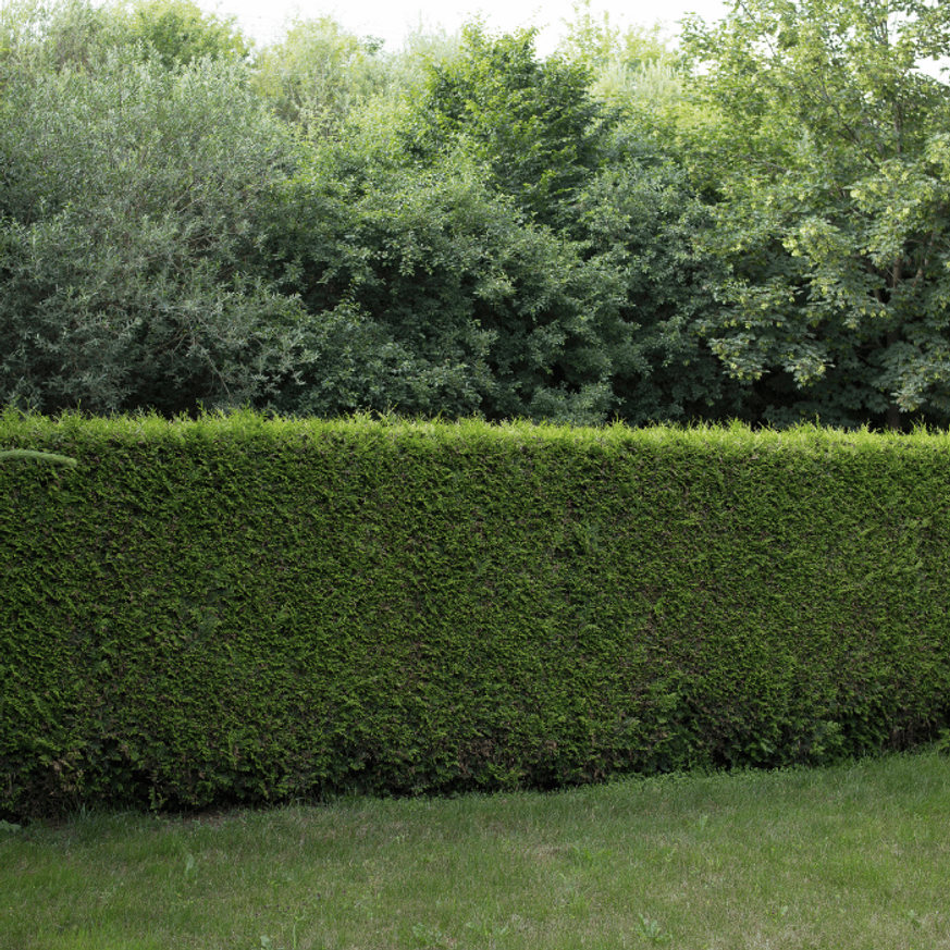 Taxus media Stricta Viridis K7,5 - Tiszafa