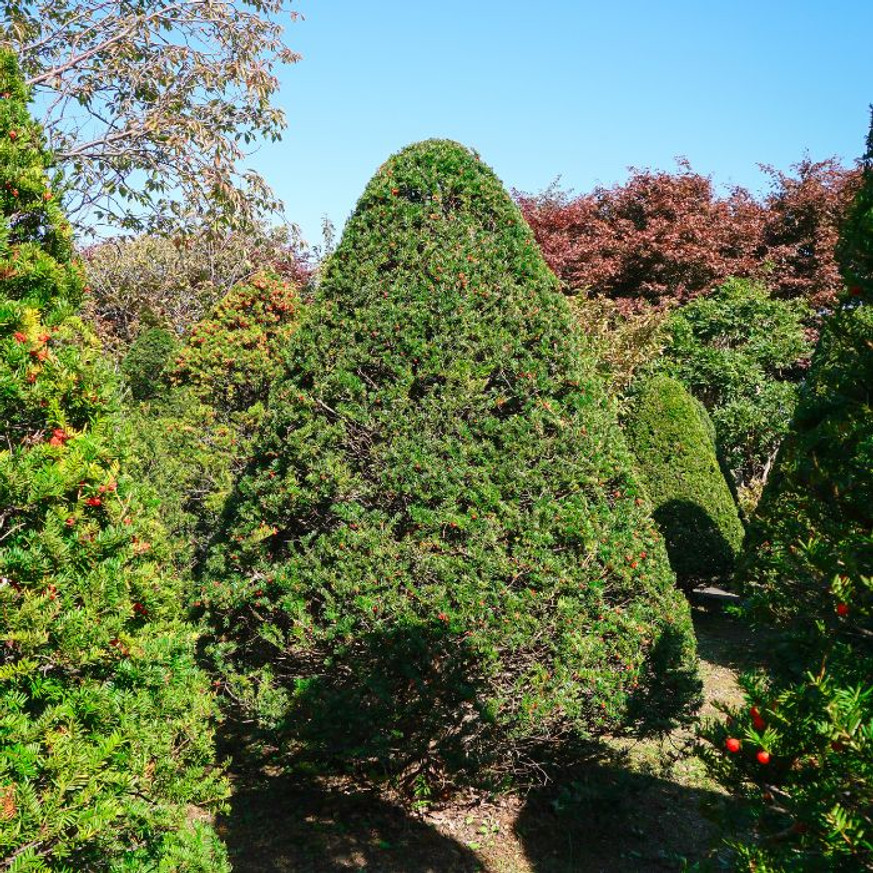 Taxus baccata 60 K10 - Gömbre nyírt tiszafa