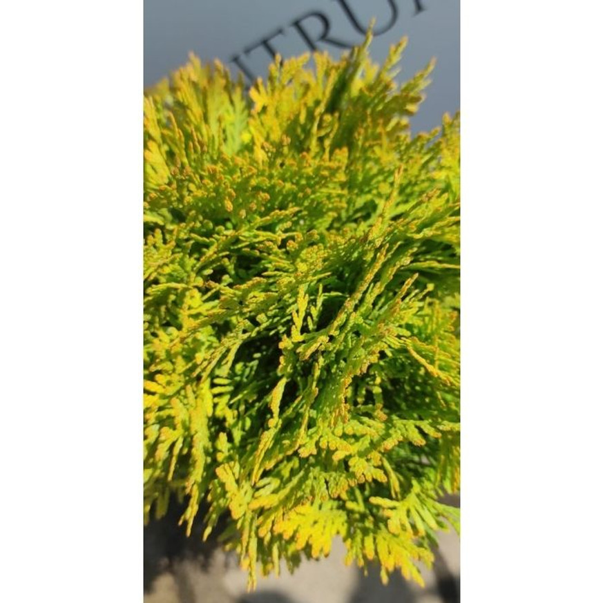Thuja occidentalis Mirjam K2 Thuja occidentalis Mirjam K2