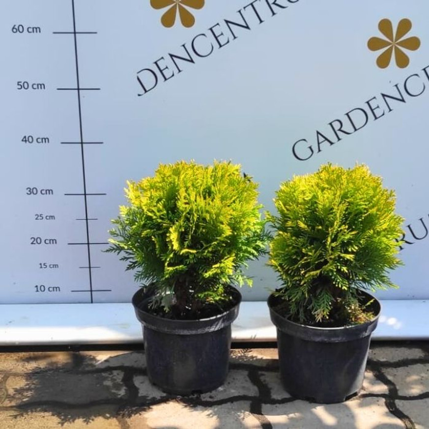 Thuja occidentalis Mirjam K2 Thuja occidentalis Mirjam K2