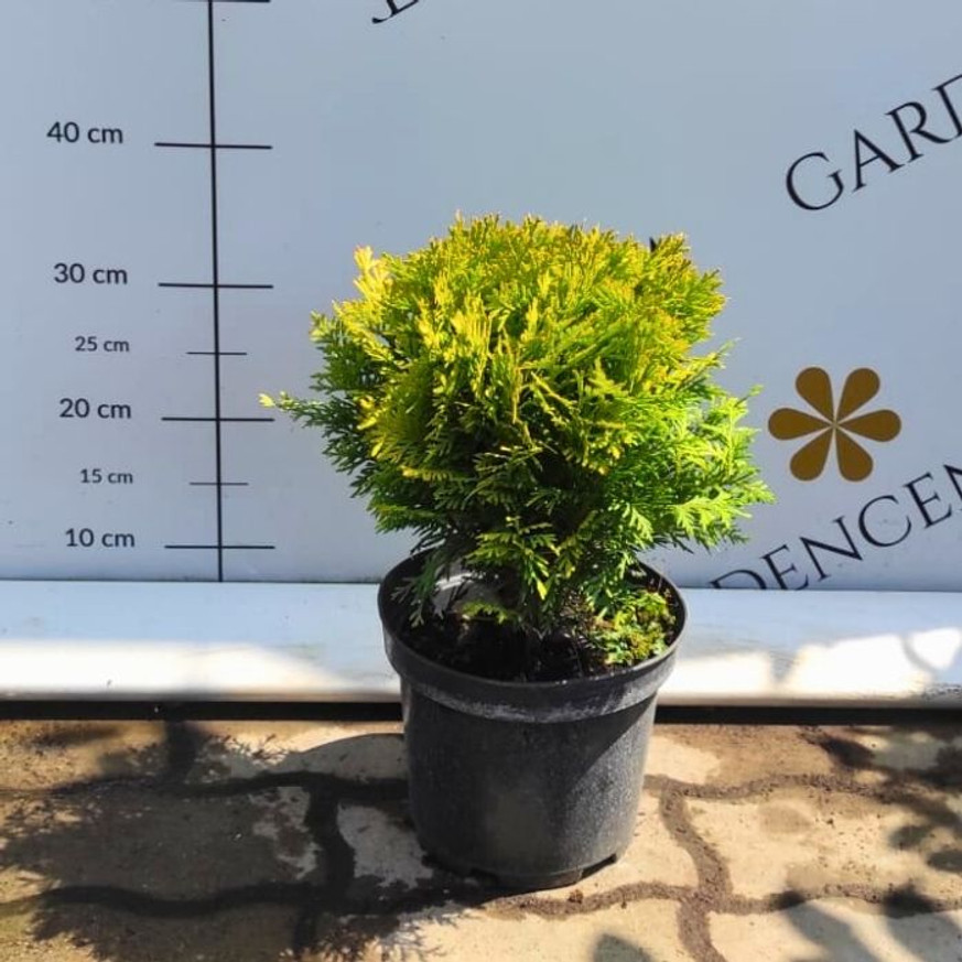 Thuja occidentalis Mirjam K2 Thuja occidentalis Mirjam K2