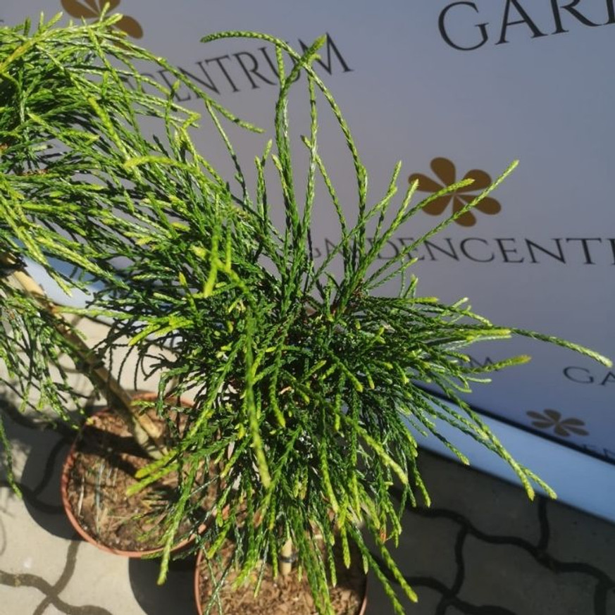 Thuja plicata Whipcord MT50 - Törzses fonalas tuja Thuja plicata Whipcord MT50 - Törzses fonalas tuja