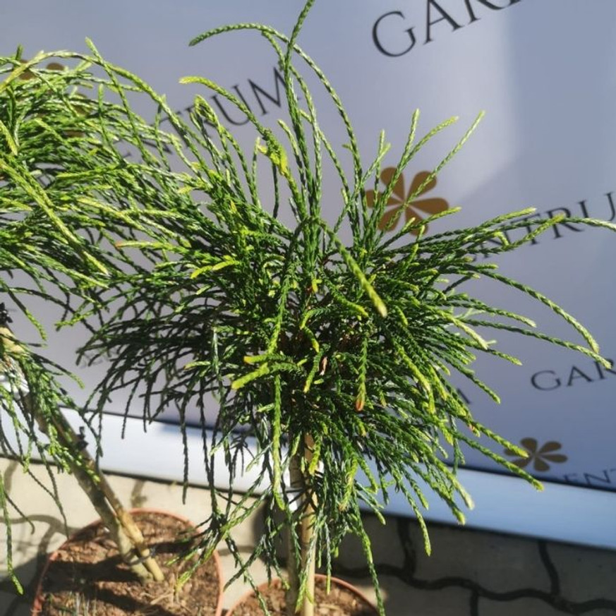 Thuja plicata Whipcord MT50 - Törzses fonalas tuja Thuja plicata Whipcord MT50 - Törzses fonalas tuja