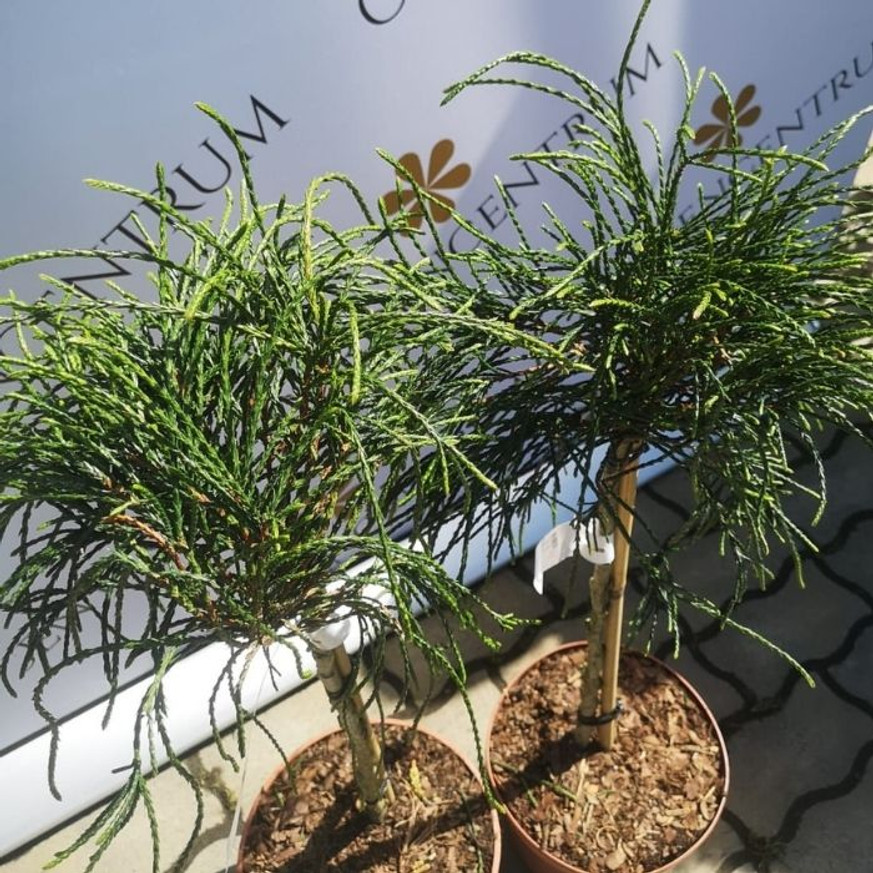 Thuja plicata Whipcord MT50 - Törzses fonalas tuja Thuja plicata Whipcord MT50 - Törzses fonalas tuja