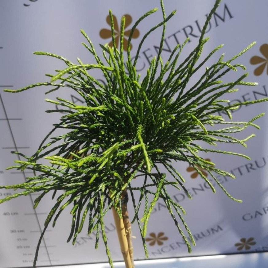 Thuja plicata Whipcord MT70 - Magastörzsű fonalas tuja Thuja plicata Whipcord MT70 - Magastörzsű fonalas tuja