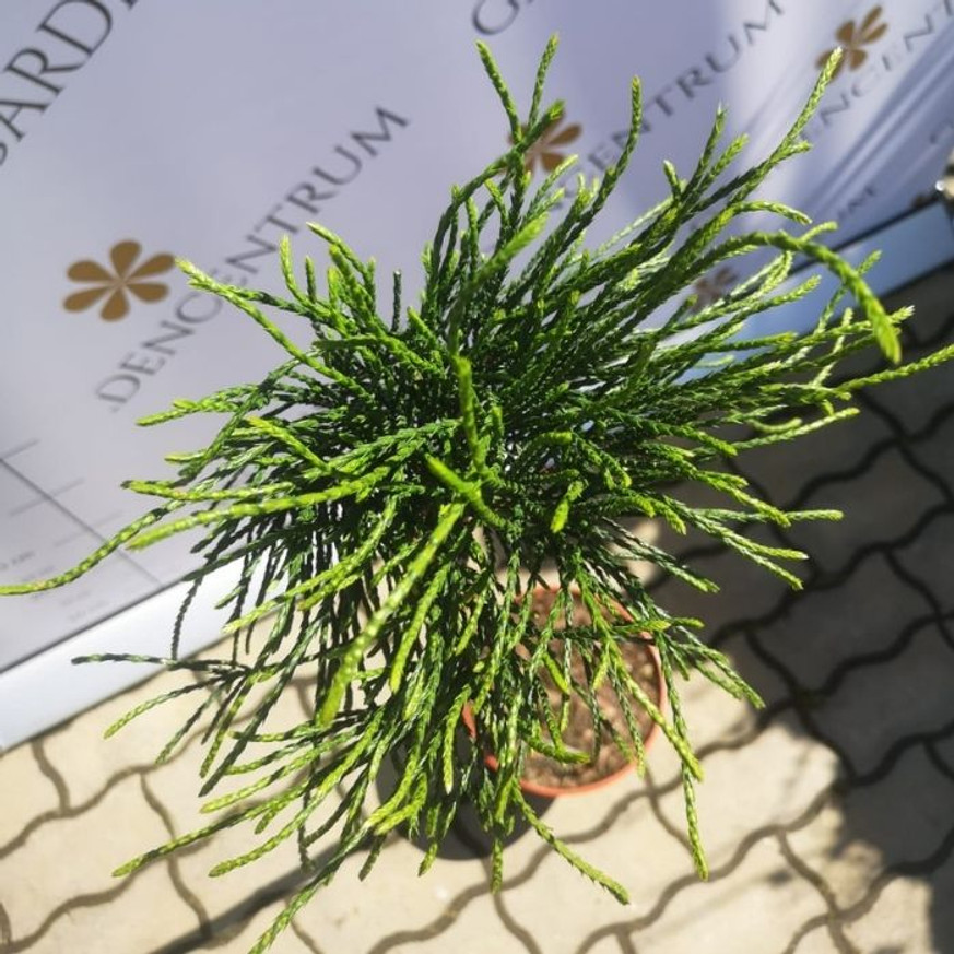 Thuja plicata Whipcord MT70 - Magastörzsű fonalas tuja Thuja plicata Whipcord MT70 - Magastörzsű fonalas tuja
