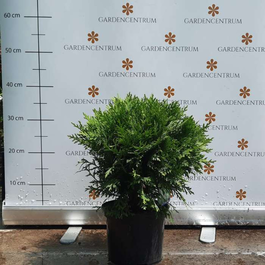 Thuja occidentalis Danica K2 - Törpe gömbtuja