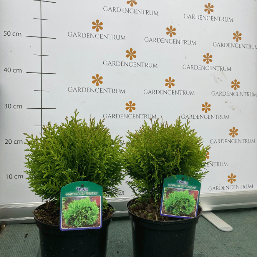Thuja occidentalis Danica K2 - Törpe gömbtuja
