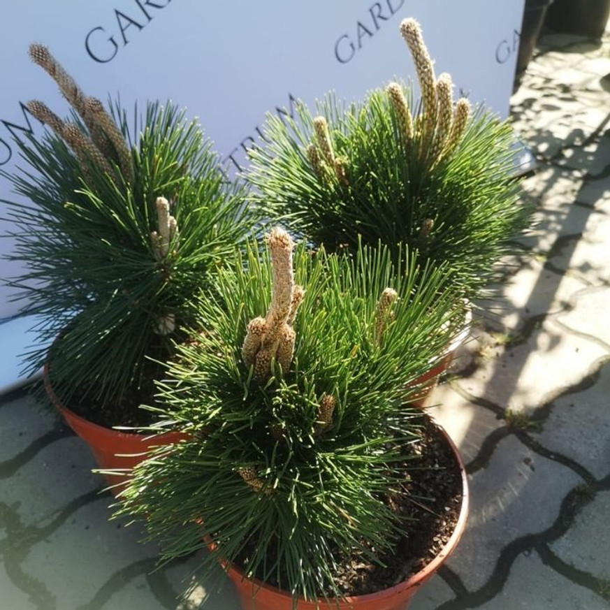 Pinus thunbergii Thunderhead - Japán feketefenyő