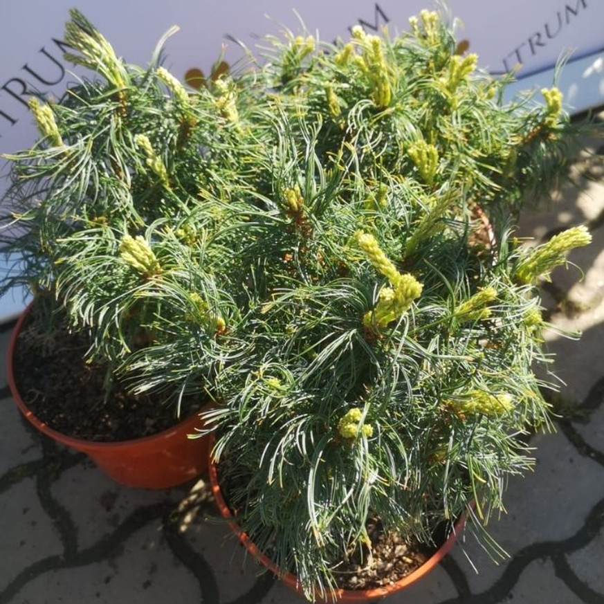 Pinus strobus Tiny Kurls - Csavart tűjű simafenyő