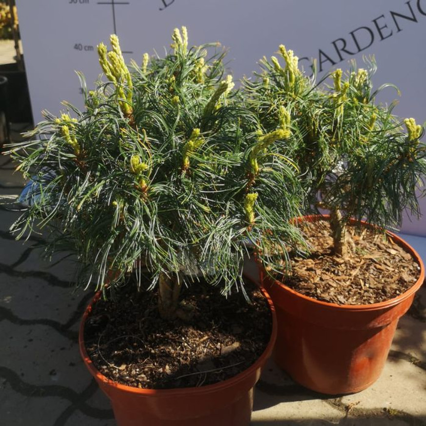 Pinus strobus Tiny Kurls - Csavart tűjű simafenyő