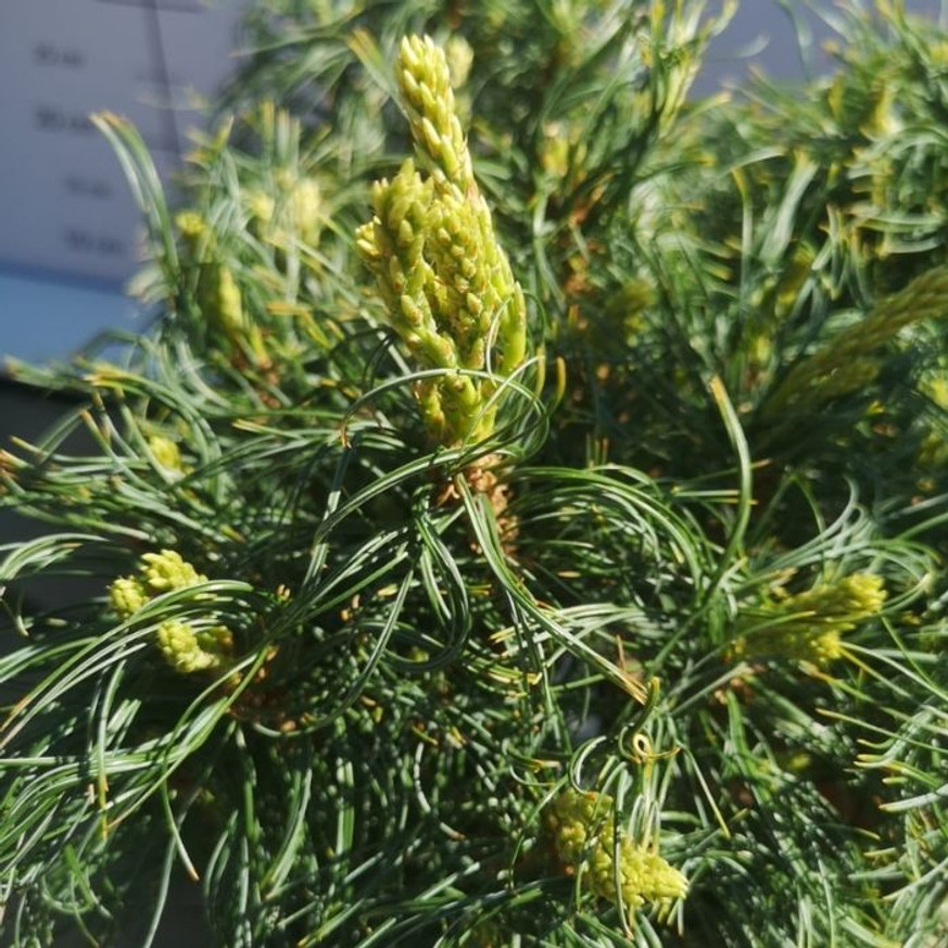 Pinus strobus Tiny Kurls - Csavart tűjű simafenyő