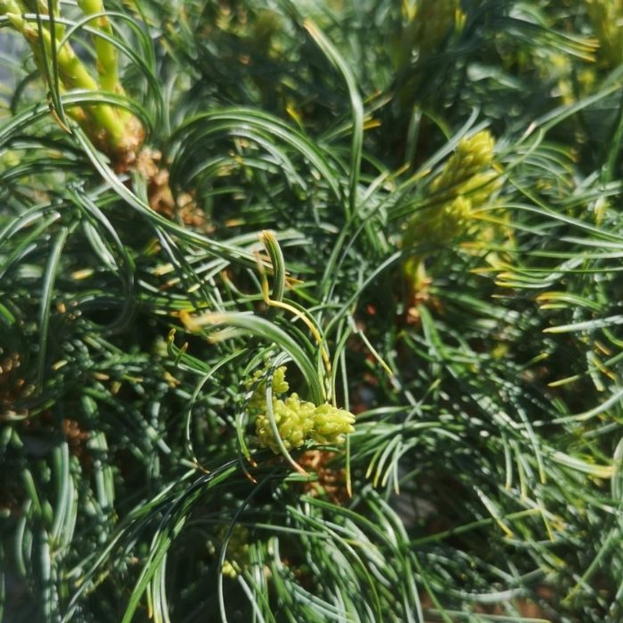 Pinus strobus Tiny Kurls - Csavart tűjű simafenyő